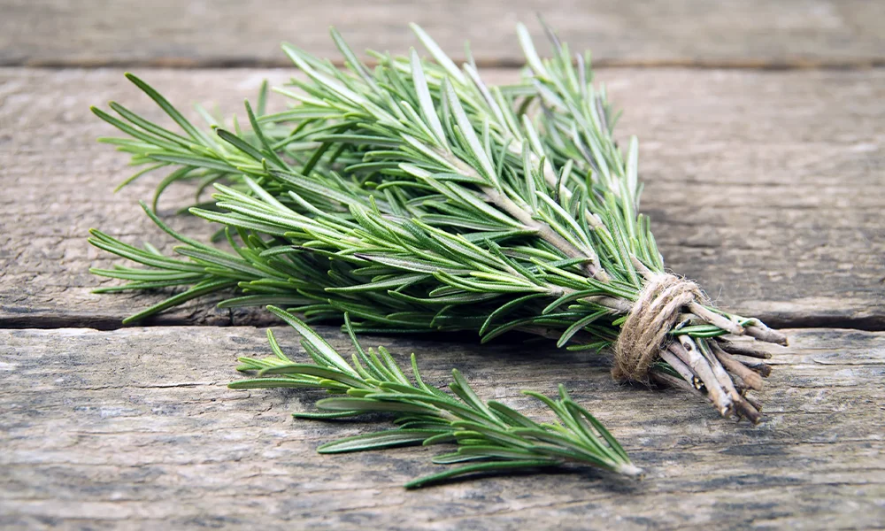 Amuleto De Romero Para Atraer El Dinero Y La Abundancia