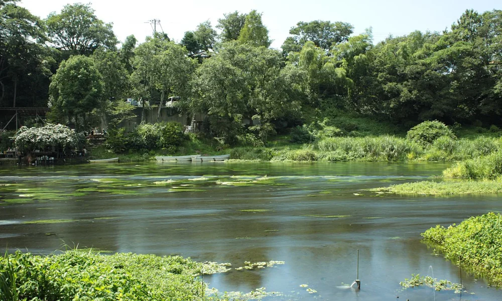 ¿Cuál es un río de Japón, Kulito o Kakita? Cual Es Un Rio De Japon Kulito O Kakita